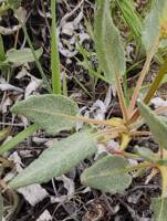 Eriogonum compositum var. lancifolium gallery image #2