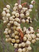 Toxicodendron rydbergii gallery image #4