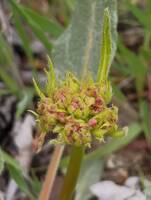 Eriogonum compositum var. lancifolium gallery image #3