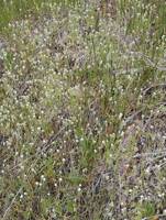 Cryptantha pterocarya gallery image #2