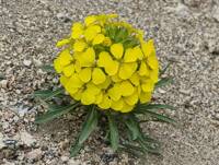 Erysimum capitatum gallery image #3