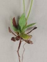 Cryptantha pterocarya gallery image #3