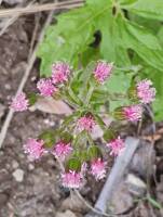 Petasites frigidus gallery image #2