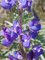 Lupinus sulphureus var. bingenensis gallery image #3