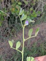 Vicia lathyroides gallery image #1