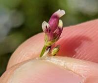 Trifolium depauperatum var. depauperatum gallery image #1