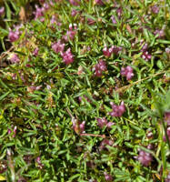 Trifolium depauperatum var. depauperatum gallery image #2