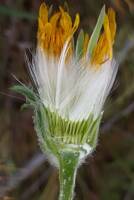 Agoseris retrorsa gallery image #1