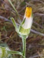 Agoseris retrorsa gallery image #2