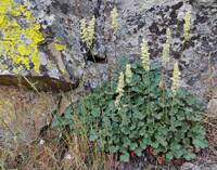 Heuchera cylindrica gallery image #1