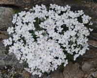 Phlox hoodii gallery image #1