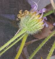 Erigeron poliospermus var. poliospermus gallery image #1
