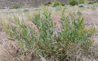 Rumex salicifolius gallery image #1