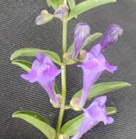 Scutellaria angustifolia var. angustifolia gallery image #2