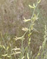 Astragalus filipes gallery image #1