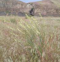 Astragalus filipes gallery image #2