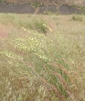 Astragalus filipes gallery image #3