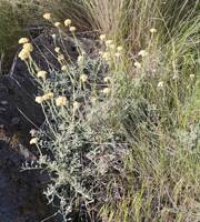 Antennaria umbrinella gallery image #3