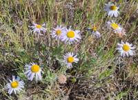 Erigeron poliospermus var. cereus gallery image #2