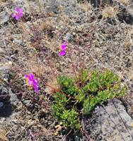 Phemeranthus spinescens gallery image #1