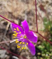 Phemeranthus spinescens gallery image #2