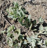 Atriplex truncata gallery image #1