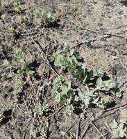 Atriplex truncata gallery image #2