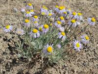 Erigeron poliospermus var. cereus gallery image #4