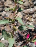 Eremothera minor gallery image #1