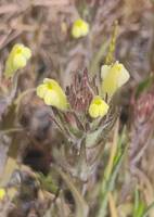 Castilleja tenuis gallery image #1