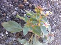 Eremothera minor gallery image #2