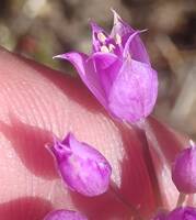 Allium acuminatum gallery image #2