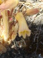 Aphyllon franciscanum gallery image #2