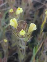 Castilleja tenuis gallery image #2