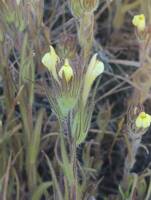 Castilleja tenuis gallery image #3