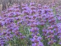 Salvia dorrii var. incana gallery image #1