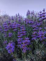 Salvia dorrii var. incana gallery image #3