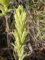 Castilleja thompsonii gallery image #2