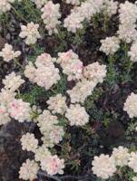 Eriogonum thymoides gallery image #3