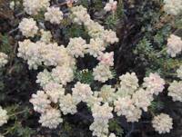 Eriogonum thymoides gallery image #1
