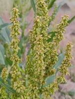 Rumex salicifolius gallery image #2