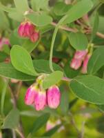 Symphoricarpos rotundifolius gallery image #1