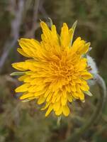 Agoseris retrorsa gallery image #4