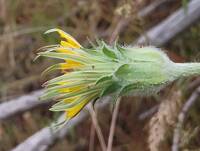 Agoseris retrorsa gallery image #5