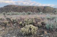 Eriogonum thymoides gallery image #2