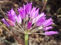 Allium acuminatum gallery image #1
