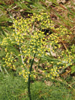 Lomatium klickitatense gallery image #1