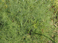 Lomatium klickitatense gallery image #2