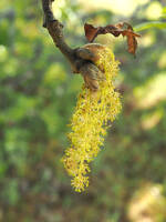 Quercus garryana var. garryana gallery image #1