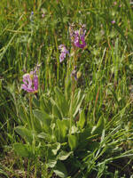 Primula poetica gallery image #1
